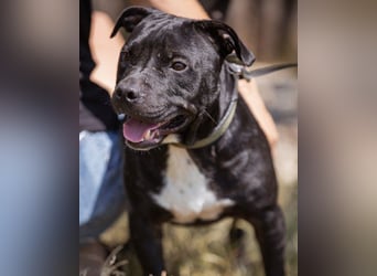 Liebenswerter Pit-Bull-Jungrüde ♥ Nero ♥ sucht sein Lebensglück