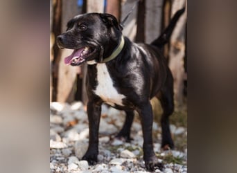 Liebenswerter Pit-Bull-Jungrüde ♥ Nero ♥ sucht sein Lebensglück