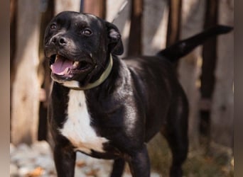 Liebenswerter Pit-Bull-Jungrüde ♥ Nero ♥ sucht sein Lebensglück