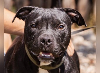 Liebenswerter Pit-Bull-Jungrüde ♥ Nero ♥ sucht sein Lebensglück