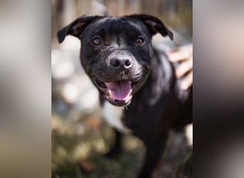 Liebenswerter Pit-Bull-Jungrüde ♥ Nero ♥ sucht sein Lebensglück