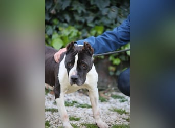 Betsy - SOS - Noch lange nicht am Ziel