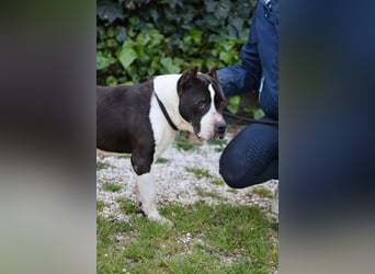 Betsy - SOS - Noch lange nicht am Ziel