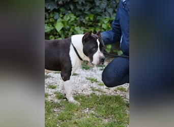 Betsy - SOS - Noch lange nicht am Ziel