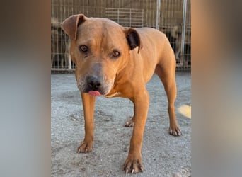 Tolle Piti-Mix-Lady ♥ LIV ♥ Vermittlung leider nur außerhalb der BRD