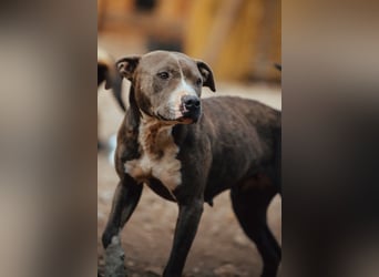 Piti-Mix-Hündin ♥BLUE♥ nur Vermittlung außerhalb der BRD