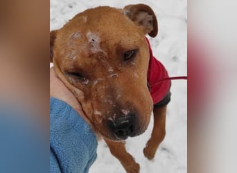 Piti-Mix-Mädchen ♥ Liv ♥ Vermittlung zB CH-A-NL-B sucht endlich Liebe & Schutz