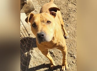 Tolle Piti-Mix-Lady ♥ LIV ♥ Vermittlung leider nur außerhalb der BRD