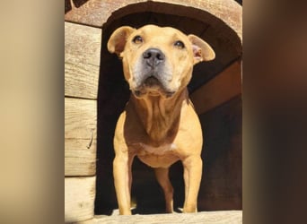 Tolle Piti-Mix-Lady ♥ LIV ♥ Vermittlung leider nur außerhalb der BRD