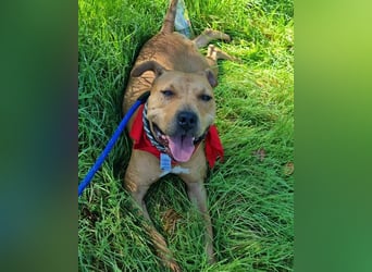 Piti-Mix-Mädchen ♥ Liv ♥ Vermittlung zB CH-A-NL-B sucht endlich Liebe & Schutz