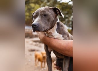 Piti-Mix-Hündin ♥BLUE♥ nur Vermittlung außerhalb der BRD