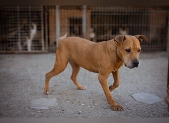 Piti-Mix-Mädchen ♥ Liv ♥ Vermittlung zB CH-A-NL-B sucht endlich Liebe & Schutz