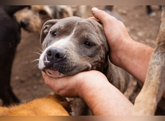 Piti-Mix-Hündin ♥BLUE♥ nur Vermittlung außerhalb der BRD