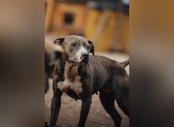 Piti-Mix-Hündin ♥BLUE♥ nur Vermittlung außerhalb der BRD