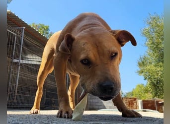 Piti-Mix-Mädchen ♥ Liv ♥ Vermittlung zB. CH-A-NL-B