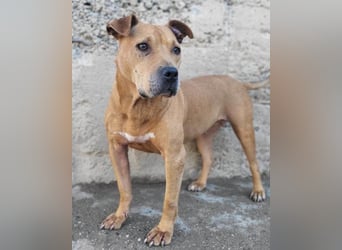 Piti-Mix-Mädchen ♥ Liv ♥ Vermittlung zB. CH-A-NL-B