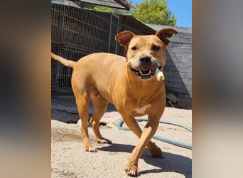 Piti-Mix-Mädchen ♥ Liv ♥ Vermittlung zB CH-A-NL-B sucht endlich Liebe & Schutz