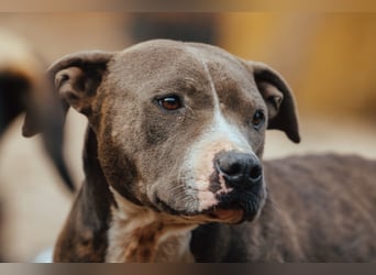 Piti-Mix-Hündin ♥BLUE♥ nur Vermittlung außerhalb der BRD