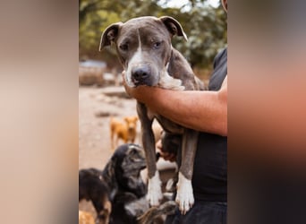 Piti-Mix-Hündin ♥BLUE♥ nur Vermittlung außerhalb der BRD