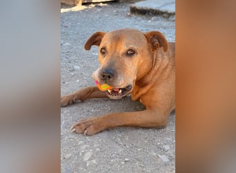 Tolle Piti-Mix-Lady ♥ LIV ♥ Vermittlung leider nur außerhalb der BRD