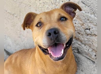 Piti-Mix-Mädchen ♥ Liv ♥ Vermittlung zB CH-A-NL-B sucht endlich Liebe & Schutz