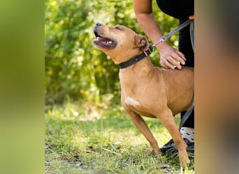Tolle Piti-Mix-Lady ♥ LIV ♥ Vermittlung leider nur außerhalb der BRD