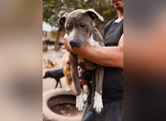 Piti-Mix-Hündin ♥BLUE♥ nur Vermittlung außerhalb der BRD