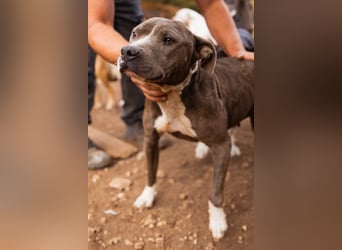 Piti-Mix-Hündin ♥BLUE♥ nur Vermittlung außerhalb der BRD