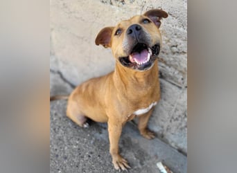 Piti-Mix-Mädchen ♥ Liv ♥ Vermittlung zB CH-A-NL-B sucht endlich Liebe & Schutz