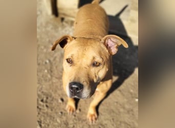 Tolle Piti-Mix-Lady ♥ LIV ♥ Vermittlung leider nur außerhalb der BRD