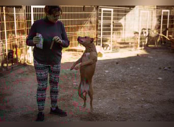 Piti-Mix-Mädchen ♥ Liv ♥ Vermittlung z.B.: CH-A-NL-B