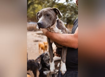 Piti-Mix-Hündin ♥BLUE♥ nur Vermittlung außerhalb der BRD