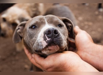 Piti-Mix-Hündin ♥BLUE♥ nur Vermittlung außerhalb der BRD