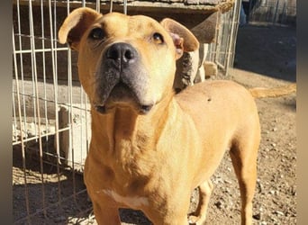 Tolle Piti-Mix-Lady ♥ LIV ♥ Vermittlung leider nur außerhalb der BRD