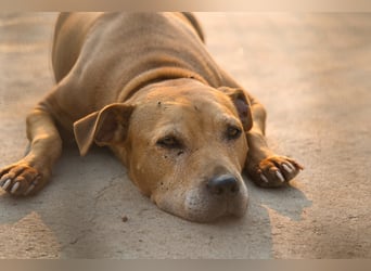 Tolle Piti-Mix-Lady ♥LIV♥ Vermittlung nur außerhalb der BRD