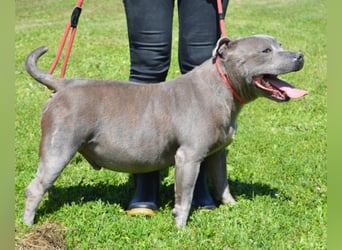 Bombolotto - Verliere bitte nicht die Hoffnung