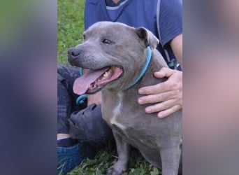 Bombolotto - Verliere bitte nicht die Hoffnung