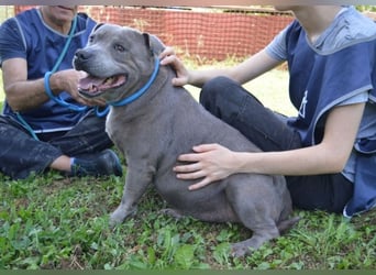 Bombolotto - Verliere bitte nicht die Hoffnung