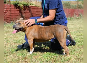 Rucola - auf der Suche nach dem vollkommenen Glück