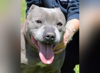 Bombolotto - Verliere bitte nicht die Hoffnung