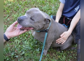 Bombolotto - Verliere bitte nicht die Hoffnung