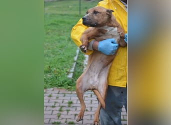 „Lisel“, ca. 2019, sucht verantwortungsvolles Zuhause. Leidet sehr, keine Vermittlung nach DE !!