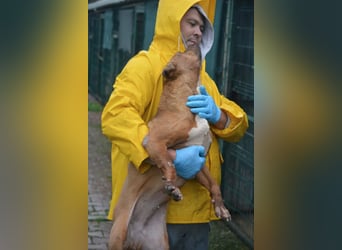 „Lisel“, ca. 2019, sucht verantwortungsvolles Zuhause. Leidet sehr, keine Vermittlung nach DE !!
