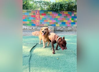 Otto (3) unsere sanfteste Seele