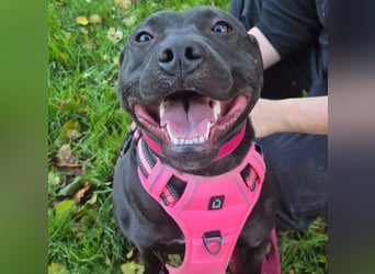 Ms CHOCOLATE - ich wünsche mir Menschen, die mich mit Herz und Konsequenz an die Pfote nehmen!