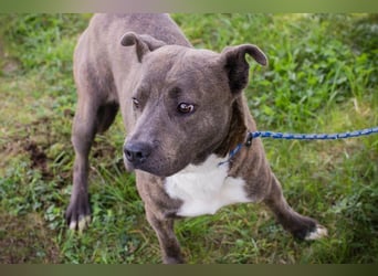 BLU - wer zeigt der hübschen Hündin wie schön ein Hundeleben sein kann?