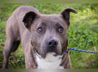 BLU - wer zeigt der hübschen Hündin wie schön ein Hundeleben sein kann?