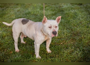 ARIAN - ich suche ein liebevolles, hundeerfahrenes Für-Immer Zuhause!