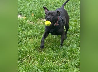 Ms CHOCOLATE - ich wünsche mir Menschen, die mich mit Herz und Konsequenz an die Pfote nehmen!