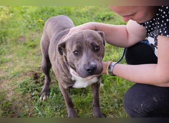 BLU - wer zeigt der hübschen Hündin wie schön ein Hundeleben sein kann?